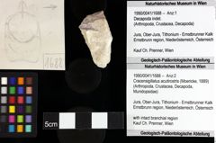 Foto (Objket + Etiketten) von Pithonoton marginatum (von Meyer, 1842) 